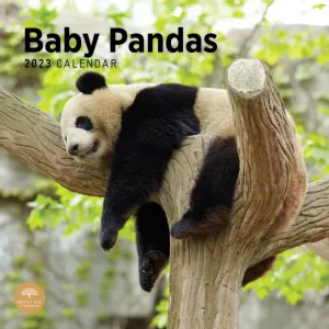 Baby Pandas 2023 Wall Calendar