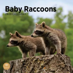 Baby Raccoons 2023 Wall Calendar