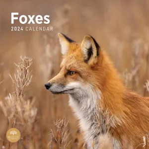 Foxes 2024 Wall Calendar #923545
