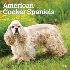 American Cocker Spaniels 2025 Wall Calendar