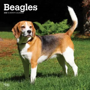 Beagles 2025 Wall Calendar