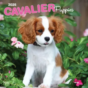 Cavalier King Charles Puppies 2025 Wall Calendar
