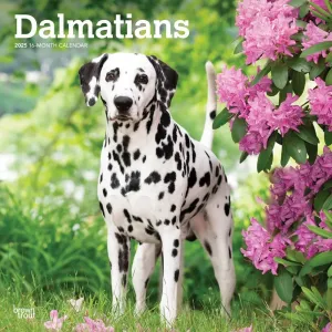Dalmatians 2025 Wall Calendar