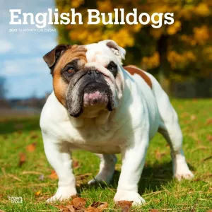 English Bulldogs 2025 Wall Calendar