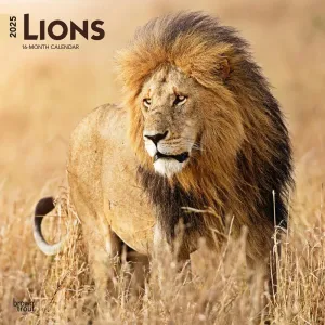 Lions 2025 Wall Calendar