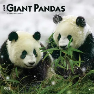 Pandas 2025 Wall Calendar