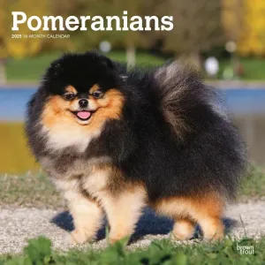 Pomeranians 2025 Wall Calendar