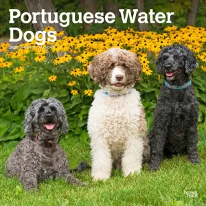 Portuguese Water Dogs 2025 Wall Calendar