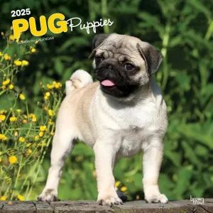 Pug Puppies 2025 Wall Calendar