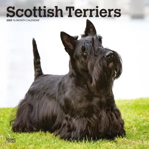 Scottish Terriers 2025 Wall Calendar