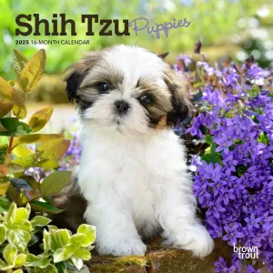 Shih Tzu Puppies 2025 Mini Wall Calendar