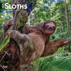 Sloths 2025 Wall Calendar