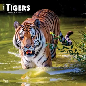 Tigers 2025 Wall Calendar