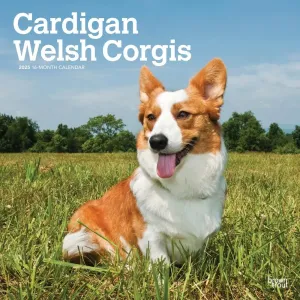 Welsh Corgis Cardigan 2025 Wall Calendar