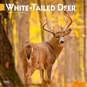 White Tailed Deer 2025 Wall Calendar