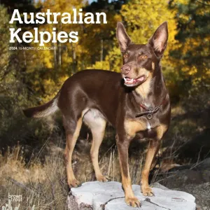 Australian Kelpies 2024 Wall Calendar