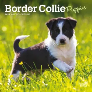Border Collie Puppies 2024 Mini Wall Calendar