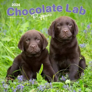 Chocolate Lab Retriever Puppies 2024 Wall Calendar