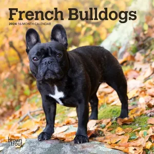French Bulldogs 2024 Mini Wall Calendar