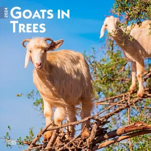 Goats in Trees 2024 Wall Calendar #952921
