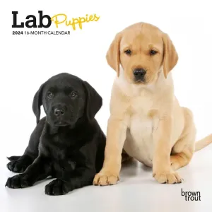 Lab Retriever Puppies 2024 Mini Wall Calendar