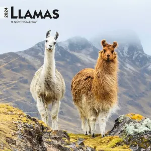 Llamas 2024 Wall Calendar #953177