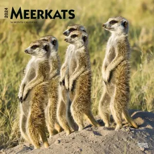 Meerkats 2024 Wall Calendar #953014