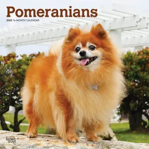 Pomeranians 2023 Wall Calendar #16504