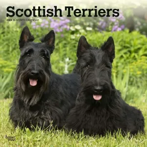 Scottish Terriers 2024 Wall Calendar