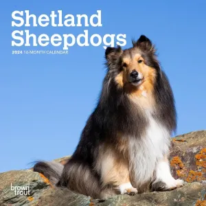 Shetland Sheepdogs 2024 Mini Wall Calendar