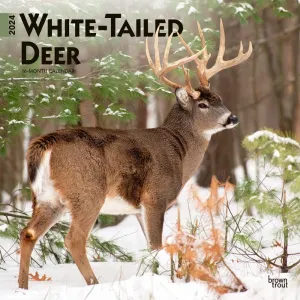 White Tailed Deer 2024 Wall Calendar #953035