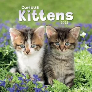 Kittens Curious 2023 Wall Calendar