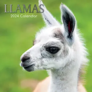 Llamas 2024 Wall Calendar #897738