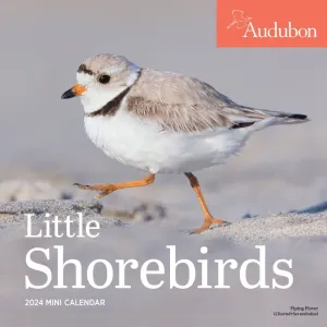 Audubon Little Shorebirds 2024 Mini Wall Calendar