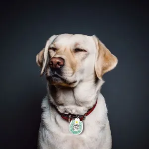 Lucky Dog Collar Charm