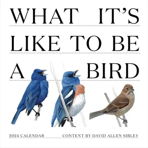 What Its Like To Be A Bird 2024 Wall Calendar