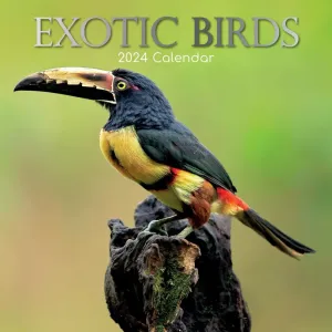 Exotic Birds 2024 Wall Calendar