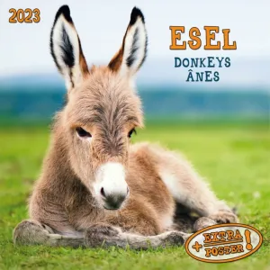Donkeys 2023 Small Wall Calendar