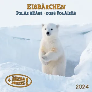Polar Bears 2024 Wall Calendar (French)