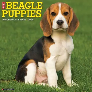 Just Beagle Puppies 2025 Wall Calendar