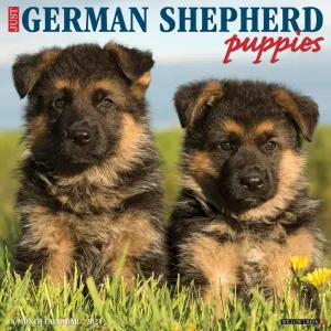 Just German Shepherd Puppies 2025 Wall Calendar