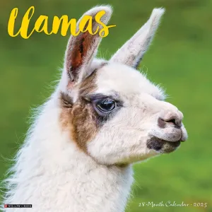 Llamas 2025 Wall Calendar