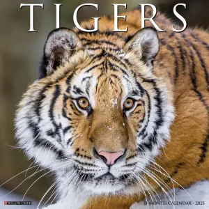 Tigers 2025 Wall Calendar