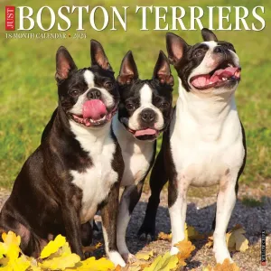 Just Boston Terriers 2024 Wall Calendar