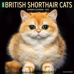 British Shorthair Cats 2023 Wall Calendar