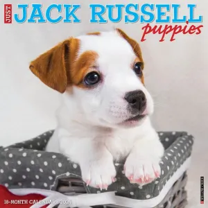 Jack Russell Puppies 2024 Wall Calendar