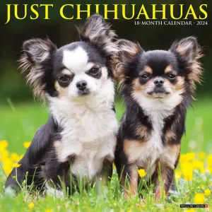 Just Chihuahuas 2024 Wall Calendar