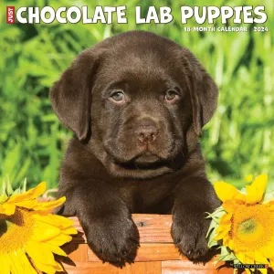 Just Chocolate Lab Puppies 2024 Wall Calendar
