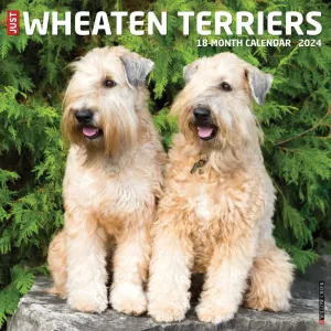 Just Wheaton Terriers 2024 Wall Calendar