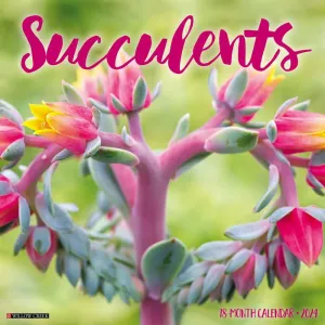 Succulents 2024 Wall Calendar #923318